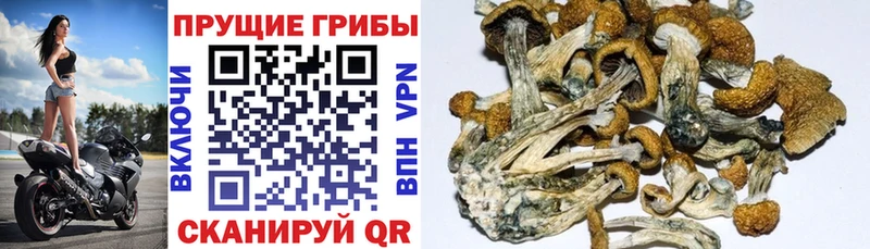 Псилоцибиновые грибы MAGIC MUSHROOMS  Купить где  Белово 
